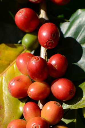 Coffee tree with coffee cherry in plantation field.の写真素材