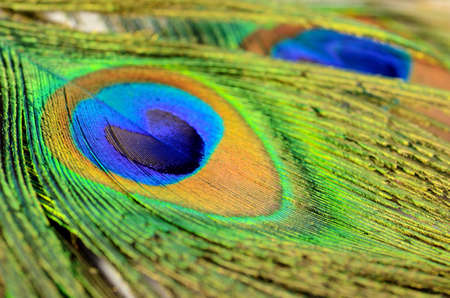 Peacock feather texture pattern and color in close-up.の写真素材