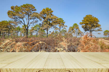 Outdoor Picnic Background with Wood Table.の写真素材