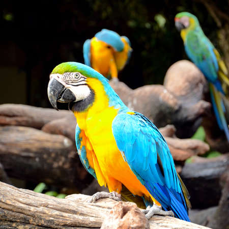 Blue-and-yellow macaw or blue-and-gold macaw (Ara ararauna)の写真素材