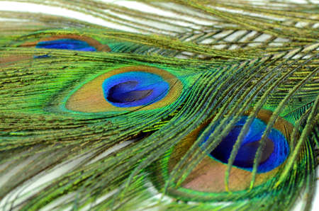 Peacock feather texture pattern and color in close-up.の写真素材