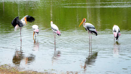 The courtship behavior Of Painted Stork (Mycteria leucocephala) in nature.の写真素材