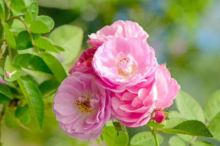 Pink English Roses on Blurred Rose Garden Background.の写真素材