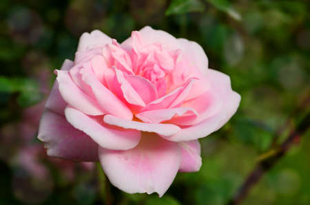 Pink English Roses on Blurred Rose Garden Background.の写真素材
