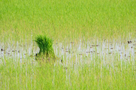 Rice sprout in plantation field.の写真素材