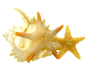 Seashell and starfish isolated on white backgroundの写真素材
