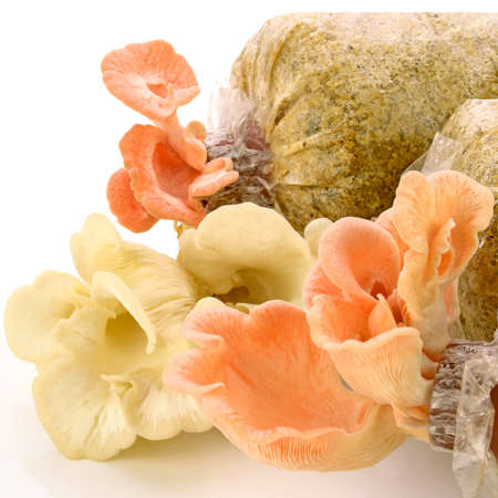Organic Pleurotus djamor or pink oyster mushroom growing on mushroon loaf on white background.の写真素材