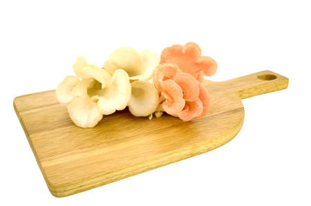 Organic Pleurotus djamor or pink oyster mushroom on white background.の写真素材