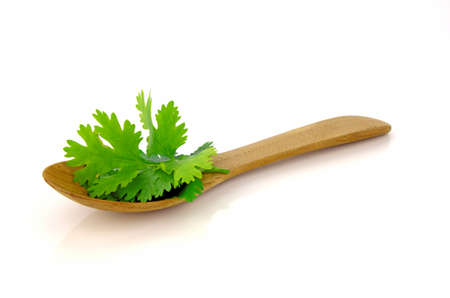 Coriander leaves (Coriandrum sativum) on white background.の写真素材