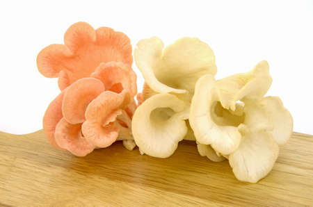 Organic Pleurotus djamor or pink oyster mushroom on white background.の写真素材