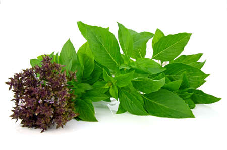 Sweet Basil Leaf with flowers (Ocimum basilicum Linn) Isolated on White Background.の写真素材