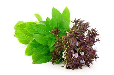 Sweet Basil Leaf with flowers (Ocimum basilicum Linn) Isolated on White Background.の写真素材