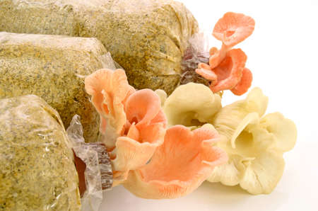 Organic Pleurotus djamor or pink oyster mushroom growing on mushroon loaf on white background.の写真素材