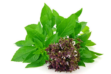 Sweet Basil Leaf with flowers (Ocimum basilicum Linn) Isolated on White Background.の写真素材
