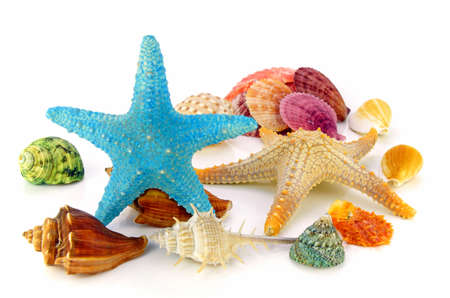 Seashell and starfish isolated on white background. The Seashell Collections.の写真素材