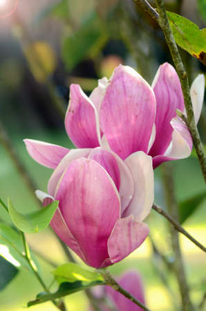 Pink Magnolia (Magnolia liliiflora.) or Tulip tree in botanical garden.の写真素材