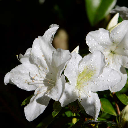 White Rhododendron in Northern of Thailand blossom in October.の写真素材