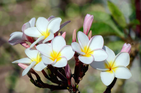 White and yellow Plumeria spp. (frangipani flowers, Frangipani, Pagoda tree or Temple tree) with bokeh background.の写真素材