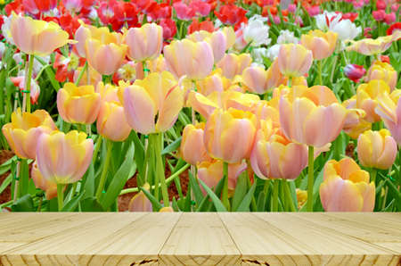 Picnic table with blossom tulip in the spring garden with natural light and soft background.の写真素材
