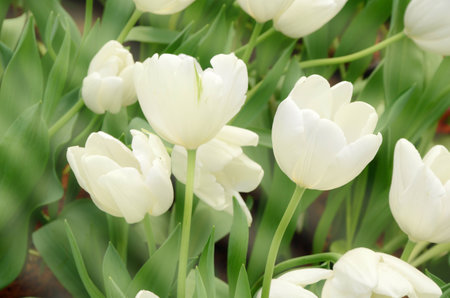 Blossom tulip in the spring garden with natural light and soft background.の写真素材