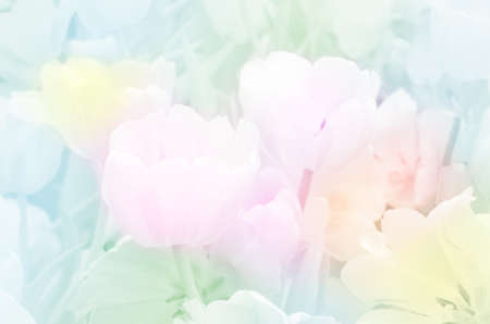Blossom tulip pastel tone.