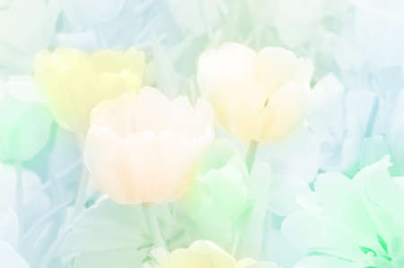 Blossom tulip in pastel tone.の写真素材