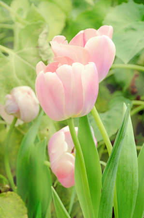 Blossom tuilp in the spring garden with natural light and soft background.の写真素材
