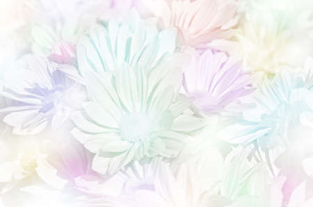 Closed-up of spray type of Chrysanthemum (Dendranthemum grandifflora) in pastel tone.の写真素材