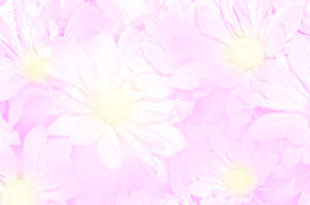Closed-up of spray type of Chrysanthemum (Dendranthemum grandifflora) in pastel tone.の写真素材