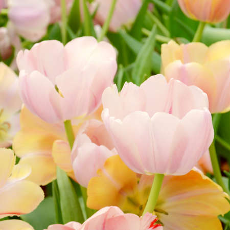 Blossom tulip in the spring garden with natural light and soft background.の写真素材