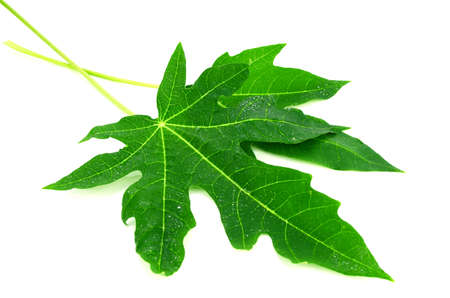 Fresh and Green Papaya leaves on white background.の写真素材