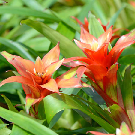 Bromeliad or Urn Plant (Aechmea fasciata) kind of local Brazil Plants.の写真素材