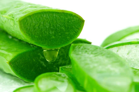 Slice Aloe Vera (Aloe barbadensis Mill.,Star cactus, Aloe, Aloin, Jafferabad or Barbados) a very useful herbal medicine for skin care and hair care.の写真素材
