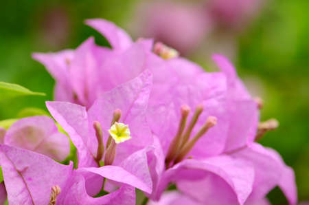 Purple bougainvillea in closed-up on natural green background.の写真素材