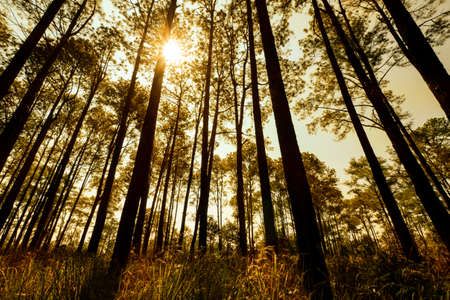 Natural Pine Forest with Evening Light.の写真素材