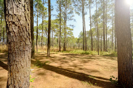 Natural Pine Forestの写真素材