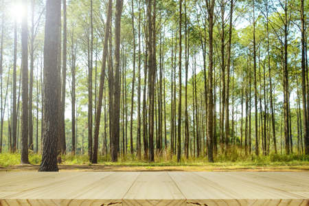 Pine wood table in the pine forest. Forest picnic background.の写真素材
