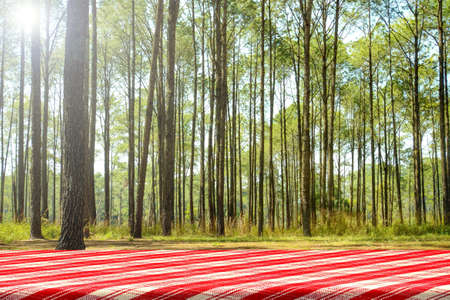 Pinic table in the pine forest. Forest picnic background.の写真素材