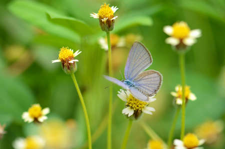 Small butterfly on Mexican daisy flower with natural green background.の写真素材