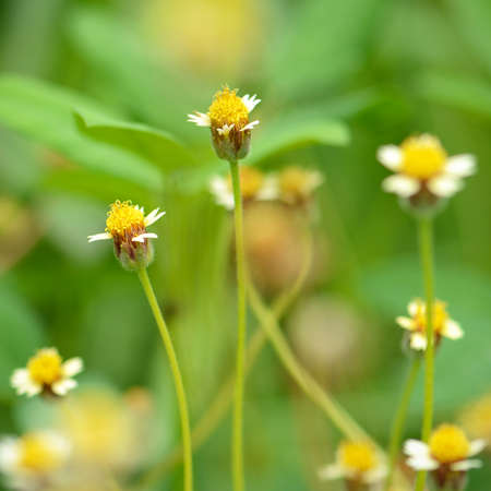 Maxican daisy flowers (Tridax procumbens (L.) L.) on natural green background.の写真素材