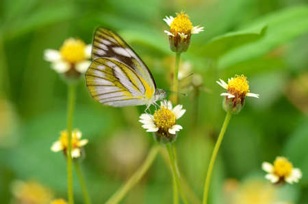 Small butterfly on Mexican daisy flower with natural green background.の写真素材