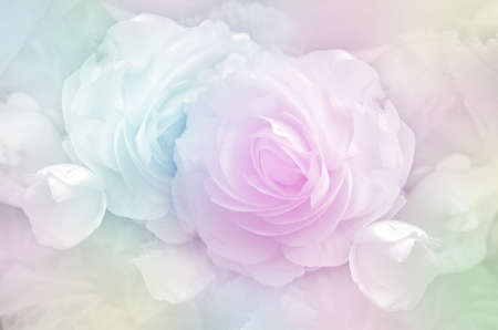 Roses in Soft Pastel Tone.の写真素材