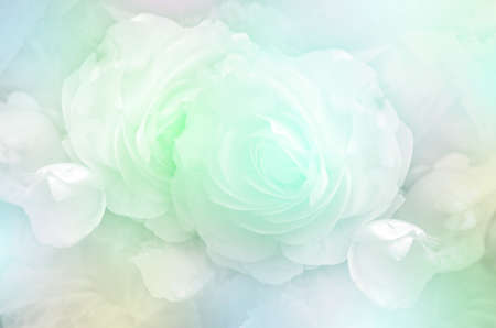 Roses in Soft Pastel Tone.の写真素材