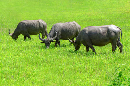 Asian buffalos (Bubalus bubalis) in opened farmland.