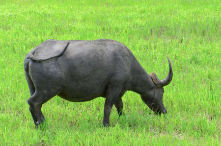 Asian buffalos (Bubalus bubalis) in opened farmland.