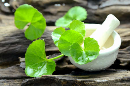 Indian pennywort (Centella asiatica (L.) Urban.) on old wood background. Indian pennywort is a brain tonic herbal plant.の写真素材