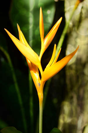 Golden Torch Heliconia (Heliconia psittacorum L.f ) on natural green background.の写真素材