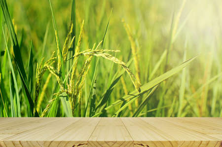 Jasmin Rice Plantation Field with Product Display Counter.