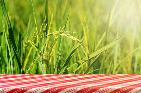 Jasmin Rice Plantation Field with Product Display Counter.の写真素材
