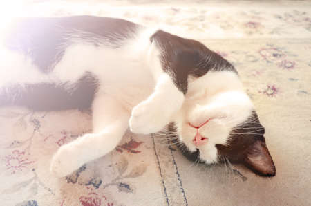 Domestic cat in sleeping time.の写真素材